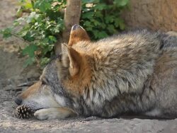 Wolf lying on the ground Stock Footage