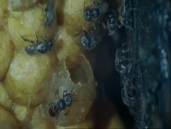 CU Parasitoid wasps, Mesocomys pulchriceps, crawling over eggs, Botswana, Africa Stock Footage