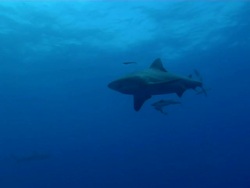 WS TS Shot of School of bull or Zambezi sharks swimming and circling in open water with several remora / Matola, Maputo, Mozambique Stock Footage