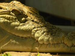 Close up of crocodile in shade, Australia Stock Footage