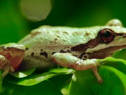 Pacific Tree Frog Stock Footage