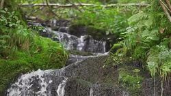 A stream flows through vegetation. Stock Footage