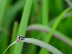 Ladybug mating Stock Footage
