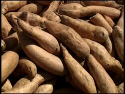 Organic Sweet Potato Stock Footage
