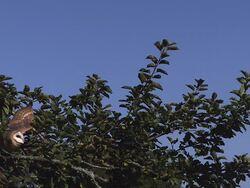 High speed Barn owl (Tyto alba), flies from tree 500fps Stock Footage