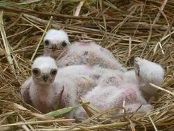 Marsh Harrier Chicks Stock Footage