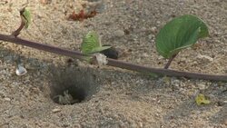A tiny crab crawls out of a hole in the sand. Stock Footage