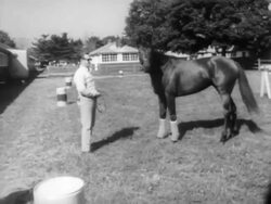 Racehorse Buckpasser Retires Stock Footage