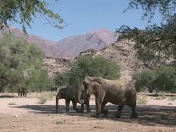 Desert Elephants (Loxodonta africana) in habitat, Ugab River Basin, Namibia: desert-dwelling population of African Bush Elephant though not distinct subspecies Stock Footage