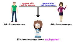 Meiosis, Gametes, and the Human Life Cycle Instructional Video