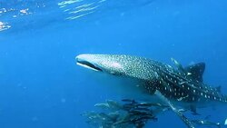 Endangered Species Pelagic Whale Shark (Rhincodon types) swimming with Cobia (Rachycentron canadum) and people. A perfect demonstration of primal instinctive animal behaviour. A symbiotic relationship that ensures their success and survival as a species. Stock Footage