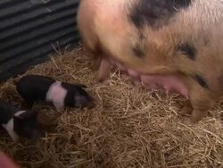 West Craigie Farm in South Queensferry News Clip