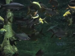 Freshwater Fish Stock Footage