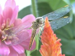 Dragonfly close up. Stock Footage