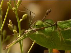 Mantis, pull focus to chameleon, Alcaucin, Malaga, Andalusia, Southern Spain Stock Footage