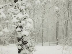 Blizzard and Trees Stock Footage