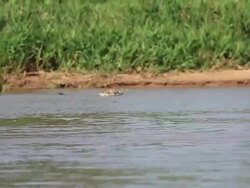 Jaguar Attacks Caiman Crocodile Stock Footage