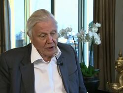 INTERVIEW: Sir David Attenborough on the The Blue-footed Booby at Sir David Attenborough Interview at Mayfair Exchange on December 11, 2012 in London, England.  Stock Footage