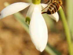 Bee pollinating a snowdrop - macro, HD Stock Footage