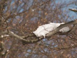 HD: Melting snow Stock Footage
