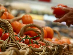 Picking Tomatoes Stock Footage