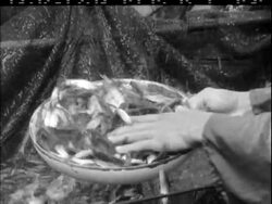 HIGH FLYING FISH News Clip