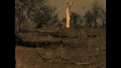 Kori bustard in Kruger National Park Stock Footage