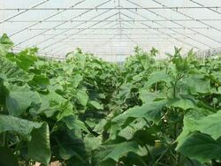 WS Ivy of cucumis sativus or cucumber / Serrig, Rhineland-Palatinate, Germany Stock Footage