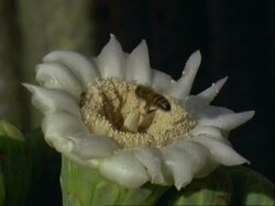 Honey Bee at Saguaro cactus flower, collecting pollen, USA Stock Footage