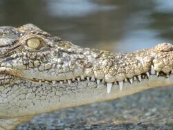 CU View of Static profile crocodile / Northern Territory, Australia Stock Footage