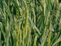 Close up rice tassels in a green field of rice Stock Footage