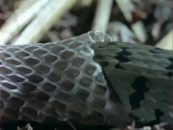 CU Grass Snake body sloughs skin, Snake moves off, leaving skin behind Stock Footage
