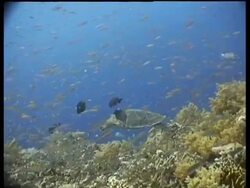 MS Hawksbill Turtle swims over reef, side view,  camera tracks left, past Anthias shoal, Layang Layang, Malaysia Stock Footage