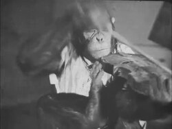 Chimpanzees play musical instruments Stock Footage