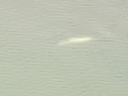 AERIAL WS Dolphin swimming in river / Florida, United States Stock Footage