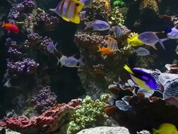 Saltwater fishes Stock Footage