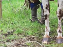 Cowboy Cleaning horses hooves Stock Footage