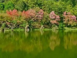 Spring Pink Cherry Blossoms Stock Footage