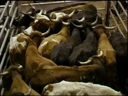 Corralled Cattle at Rodeo Stock Footage