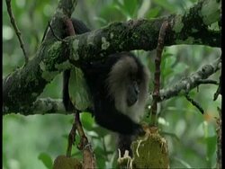 Lion tailed macaque, Macaca silenus, climbing in tree, hanging off branch, eating, Western Ghats, India Stock Footage