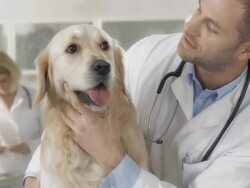 Examining A Dog At The Animal Hospital Stock Footage