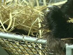 CU Tian Tian foot, sitting in bed eating bamboo / Edinburgh, City of edinburgh, United Kingdom Stock Footage