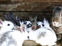Rabbits in farm Stock Footage
