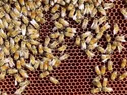 Beekeeper Okanagan Valley Stock Footage