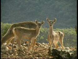 Mesopotamian Fallow Deer, Dama mesopotamica, MS group of adult females and fawns looking to camera and grazing, Israel Stock Footage