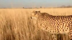 A cheetah looks for prey in the savanna. Stock Footage