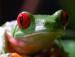 Red-eyed tree Frog (Agalychnis callidryas), portrait, close up Stock Footage