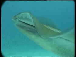 BCU Bigfin Reef Squid swimming amongst vegetation, Mabul, Borneo, Malaysia Stock Footage