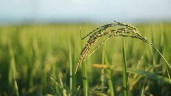 Green Rice Stock Footage