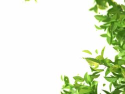 tree grow Stock Footage